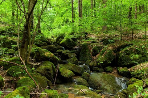 Waldbach near Thürmsdorf