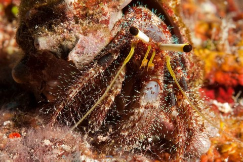 Close-up of reef hermit crab (Dardanus lagopodes) looking directly at viewer, Pacific Ocean,
