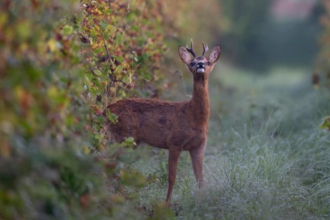 European roe deer (Capreolus capreolus) in autumn leaves, Wittlich, Rhineland-Palatinate, Germany,