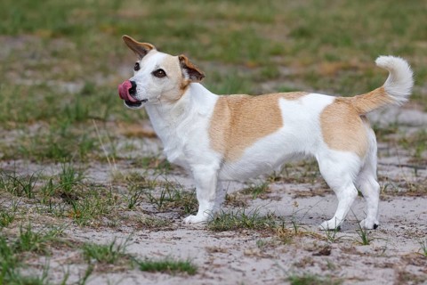 Dog, Jack Russell Terrier sticks out its tongue, dog breed, domestic dog (Canis lupus familiaris),