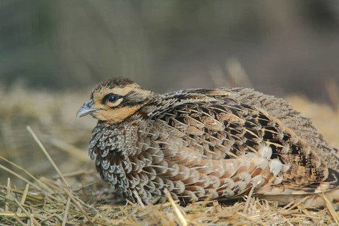 Reeves's pheasant (Syrmaticus reevesii), portrait, female, prone, captive