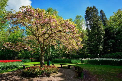 Blooming tree in Keukenhof flower garden, also known as the Garden of Europe, one of the world