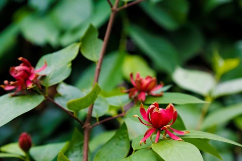 Sweetshrub (Calycanthus), red flowers, green leaves, garden, flowers, plants, woody plant, bush,