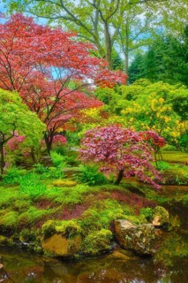 Little Japanese garden after rain, Park Clingendael, The Hague, Netherlands