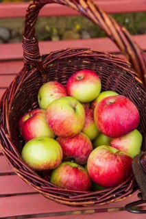 Jakob fisherman, also called Schöner vom Oberland, is a cultivar of the cultivated apple