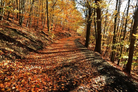Autumn atmosphere, forest, Iserlohn, Germany, Europe