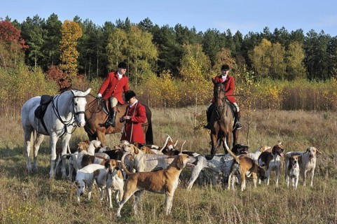 Hunters on horseback with pack of hounds during drag hunting in autumn, an alternative to fox