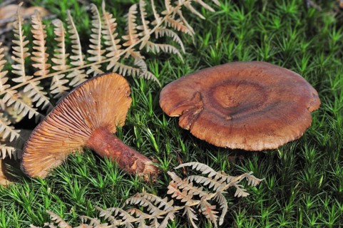 Oak milkcap, oakbug milkcap, southern milkcap (Lactarius quietus) (Agaricus quietus) with underside