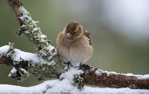 Common chaffinch (Fringilla coelebs) female with fluffed out feathers perched on branch during snow