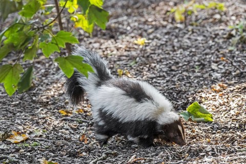 Striped skunk (Mephitis mephitis) foraging, native to southern Canada, the United States and
