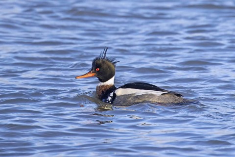 Red-breasted merganser (Mergus serrator) male swimming in sea in winter