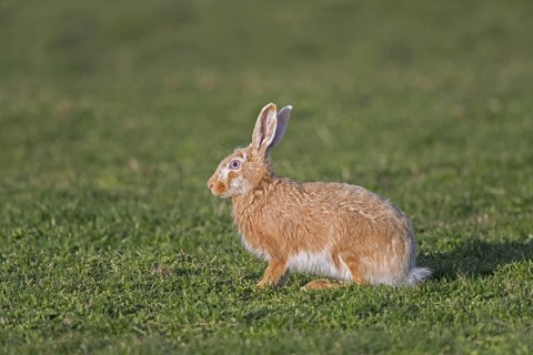European brown hare (Lepus europaeus) blonde colour morph sitting in meadow, grassland in spring
