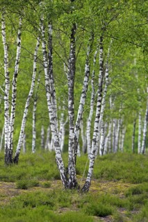 Silver birch, warty birch, European white birch (Betula pendula) (Betula verrucosa) tree trunks of