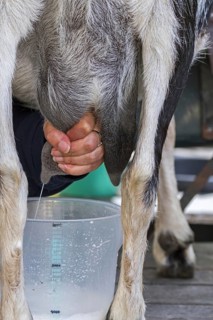 Woman hand milking goat by massaging and pulling down on the teats of the udder, squirting the milk