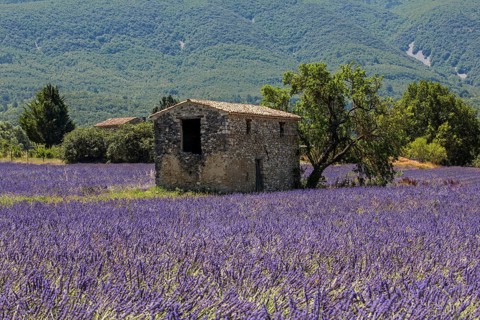 Old stone house with tree in lavender field, flowering true lavender (Lavandula angustifolia), on