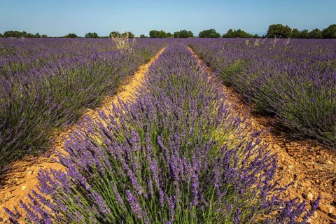 Lavender field, flowering true lavender (Lavandula angustifolia), Plateau de Valensole, Provence,