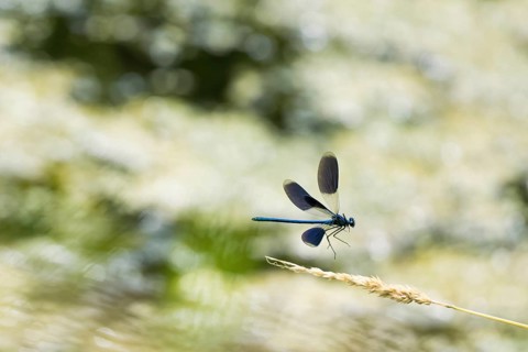 Banded demoiselle (calopteryx splendens), male approaching a blade of grass, Hesse, Germany, Europe