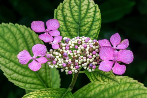 Hydrangea serrata, flower, pink, Baden-Württemberg, Germany, Europe