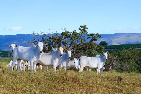 Indo-Brazil Zebu Cows in the Serra da Canastra, Sao Roque das Minas, Minas Gerais state, Brazil,