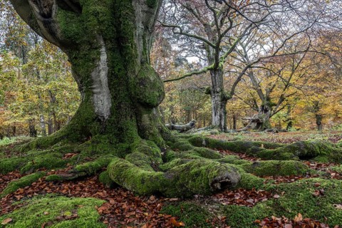 Old copper beeches (Fagus sylvatica) in the Hutewald Halloh, Hesse, Lower Saxony
