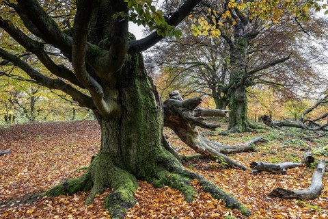 Old copper beech (Fagus sylvatica), Hutebuche, Hutewald Halloh, Hesse, Germany, Europe