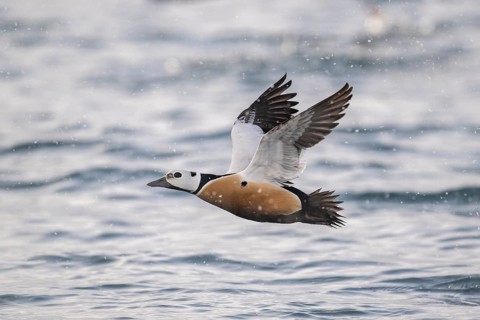 Steller's eider (Polysticta stelleri), male in fluke, magnificent plumage, Batsfjord, Båtsfjord,
