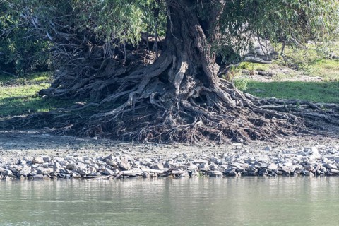 White willow (Salix alba) with exposed roots on the bank of the Danube, Romania, Europe