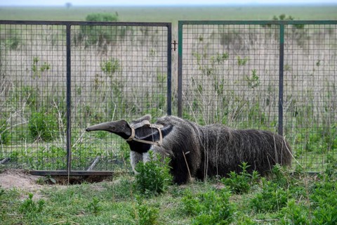 Giant anteater (Myrmecophaga tridactyla) with radio collar at the Conservation Land Trust breeding