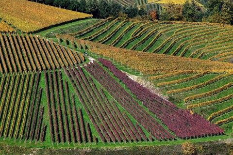 Vines coloured in autumn, near Durbach, Ortenaukreis, Black Forest, Baden-Württemberg, Germany,