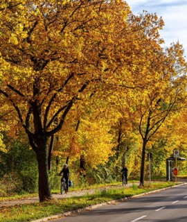 Autumn time, federal road B 96 to Schildow, Berlin, Germany, Europe