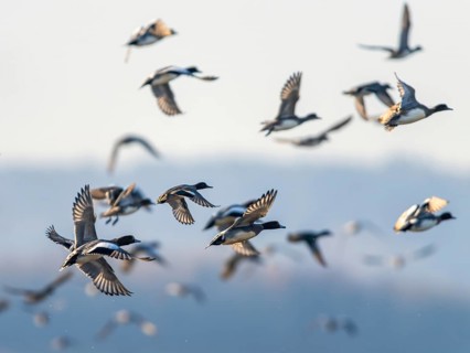 Eurasian Wigeon (Mareca penelope), birds in flight over Marshes at winter time