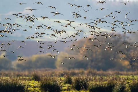 Eurasian Wigeon (Mareca penelope), birds in flight over Marshes at winter time