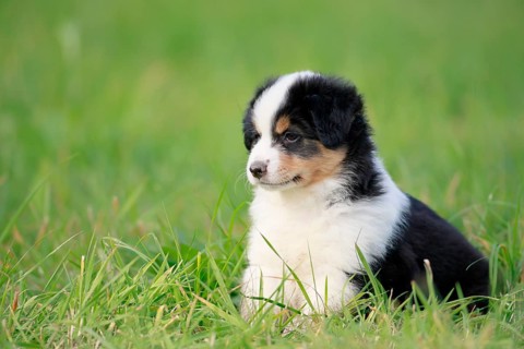 Miniature American Shepherd (Canis lupus familiaris) puppy, puppy sitting in the grass,
