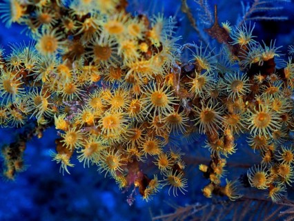 Yellow cluster anemone (Parazoanthus axinellae), dive site Las Cabras, La Palma, Canary Islands,