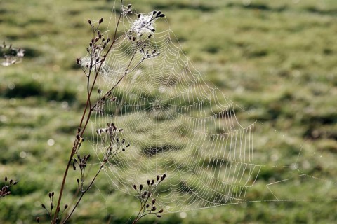 Spider web, spider, spider threads, construction, wheel web, late summer, nature, The construction