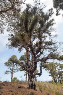 Canary Island Pine (Pinus canariensis), Canary Island Pine, Las Tricias, La Palma Island, Spain,