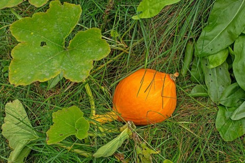 Hokkaido pumpkin (Cucurbita maxima), Kiel, Schleswig-Holstein, Germany, Europe
