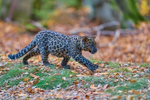 Indian leopard (Panthera pardus fusca), young animal in forest