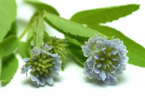 Flower of blue fenugreek, blue fenugreek, Trigonella caerulea, Meliotus coerulea, spice and