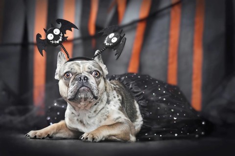 Merle French Bulldog dog wearing Halloween bat costume headband and tutu in front of black and