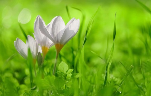 Autumn crocus (Colchium speciosum), September, Saxony, Germany, Europe