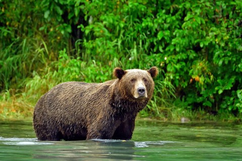 Brown bear (Ursus arctos) standing in the water fishing for salmon, Lake Clarke National Park,