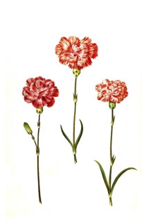 Clove pink (Dianthus caryophyllus) or noble carnation, in cultivated form usually garden carnation,