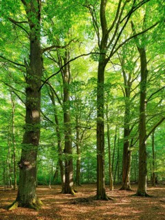 Old untouched near-natural forest of large oaks and beeches in spring, Reinhardswald, North Hesse,
