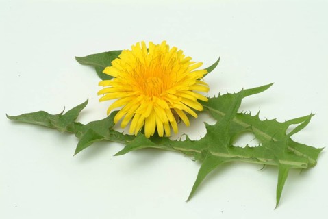 Common dandelion (Taraxacum) Ruderalia, Taraxacum officinale, medicinal plant, the most important
