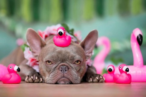 French Bulldog dog with tropical flower garlands and rubber toy flamingos in front of green