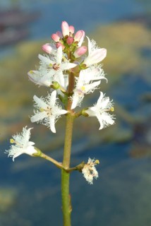 Bog bean (Menyanthes trifoliata) or bitter clover, medicinal plant