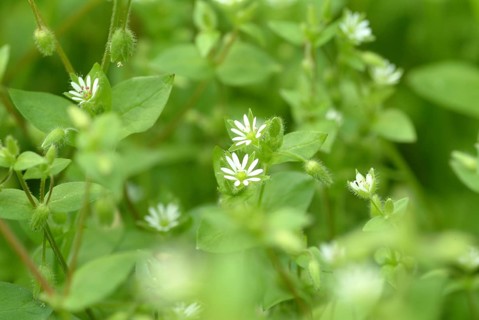 Greater stitchwort (Stellaria holostea), Rabelera holostea, also Common Chickweed, medicinal plant