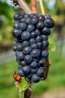 Pinot noir grapes on a vine shortly in front of harvest, near Durbach, Ortenaukreis, Black Forest,