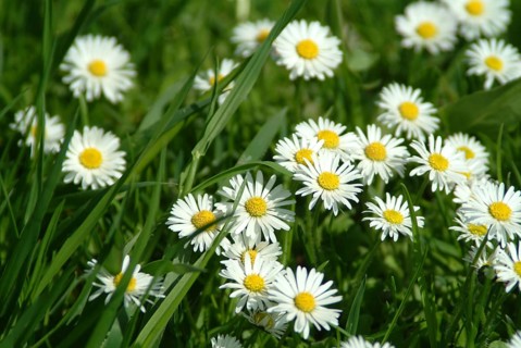 Common daisy (Bellis perennis), medicinal plant, naturopathy classifies the daisy among other